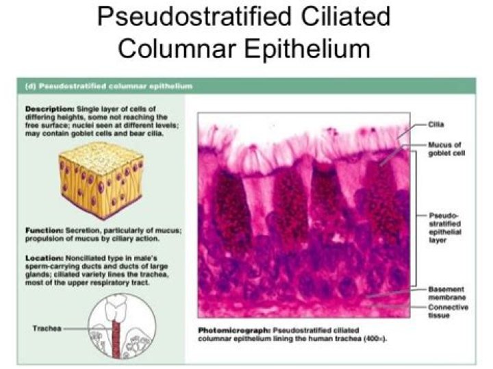 Are pseudostratified epithelium commonly keratinized?