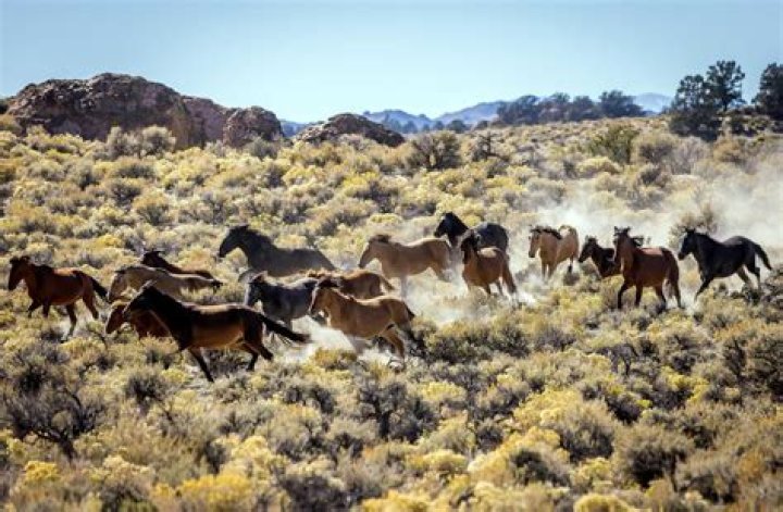 Can horses travel in herds?