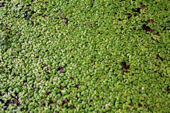 Can musk turtles eat duckweed?