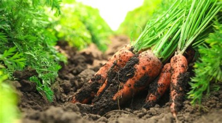 Do carrots need well drained soil?
