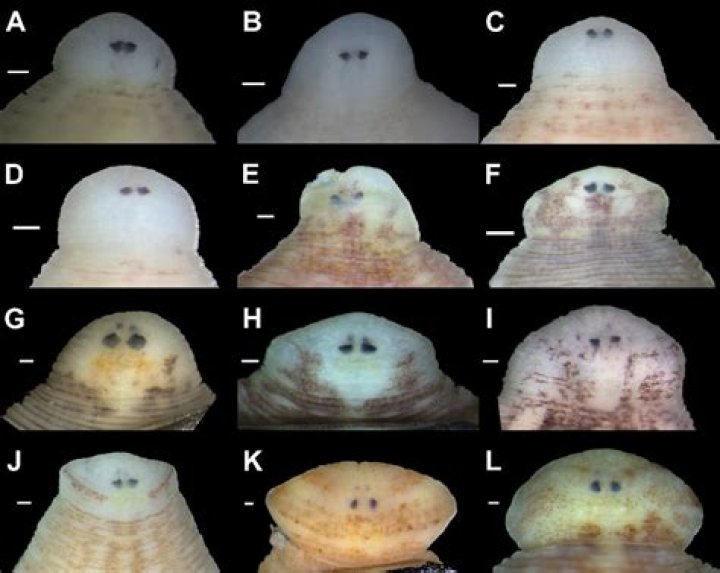 Do mussels have eyes?