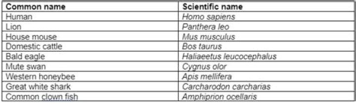 How to scientific name?