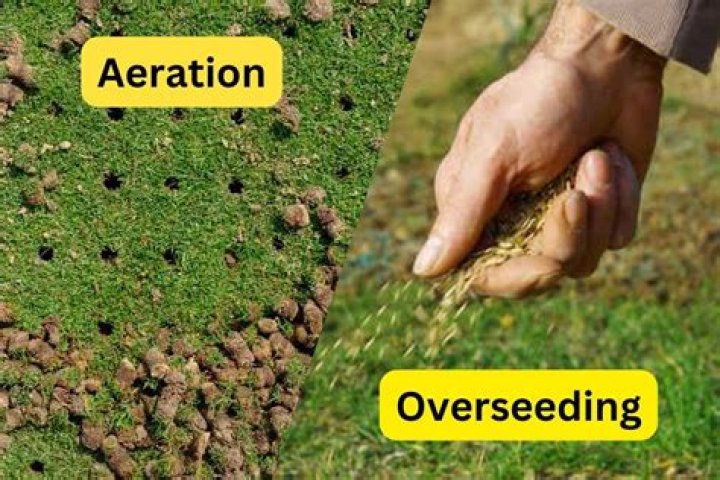 Should you overseed after aeration?