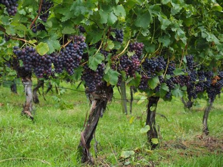 What is the definition of vinas?