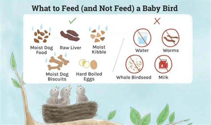 What to feed a hatchling?