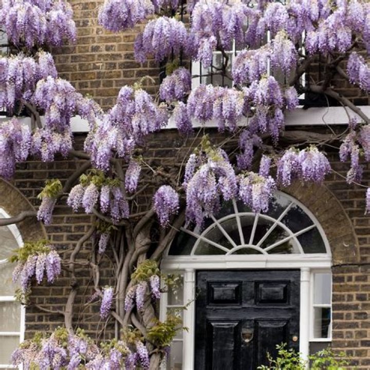 Will wisteria grow in a pot?